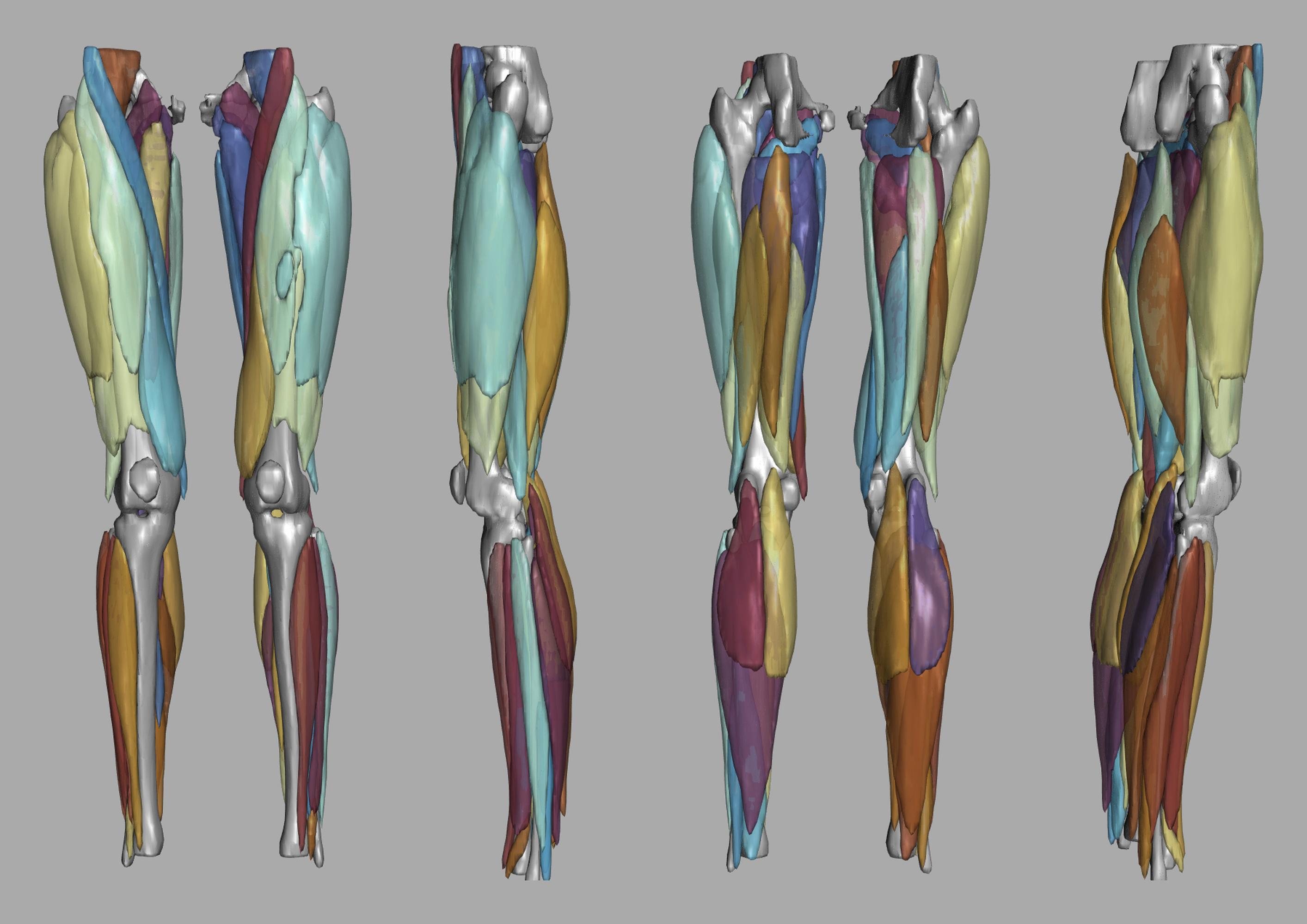 3D render of automated muscle segmentation labels generated using a CNN UNET.